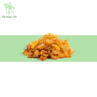 کاشمری طلایی