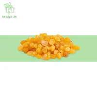 کشمش انگوری